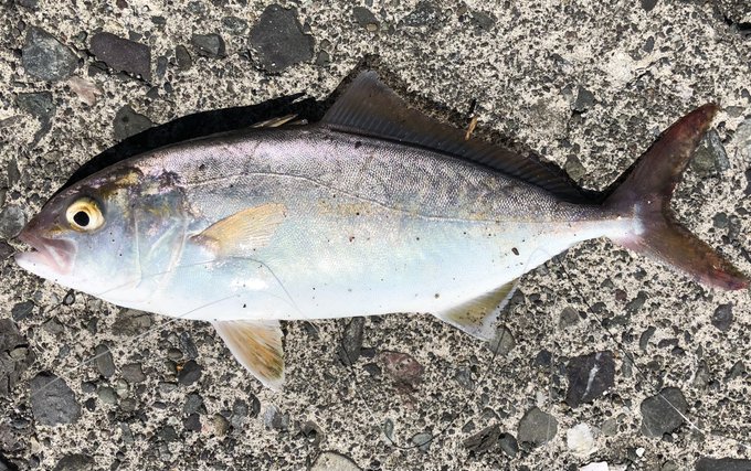 小サバの泳がせ釣りで何とかショゴゲット('・ω・`) 