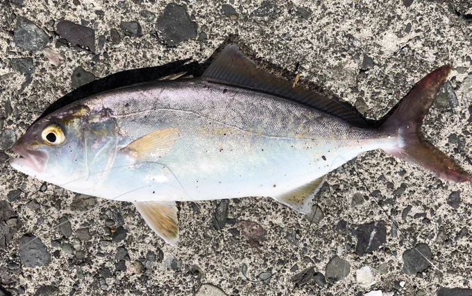 小サバの泳がせ釣りで何とかショゴゲット('・ω・`) 