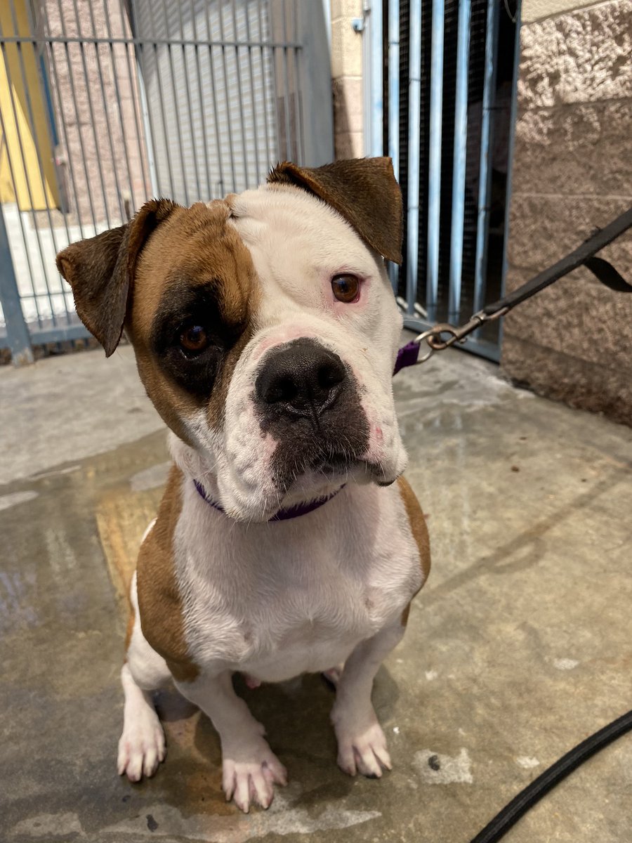 <a href="/acevonjohnson/">🏴‍☠️</a> These dogs are available for adoption through angel city pit bulls! (definitely all pit bulls)