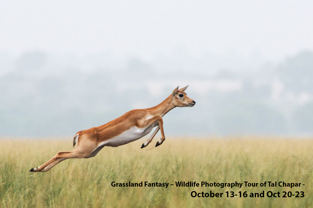 darterphoto's tweet photo. We now look forward eagerly to winter, with very interesting destinations coming up over the next few months. Here's a glimpse of the photography tours that we've planned for you during the winter of 2022.
#workshop #wildlife #photography #TalChapar #India #trips #grassland https://t.co/kDJnCcZVj6