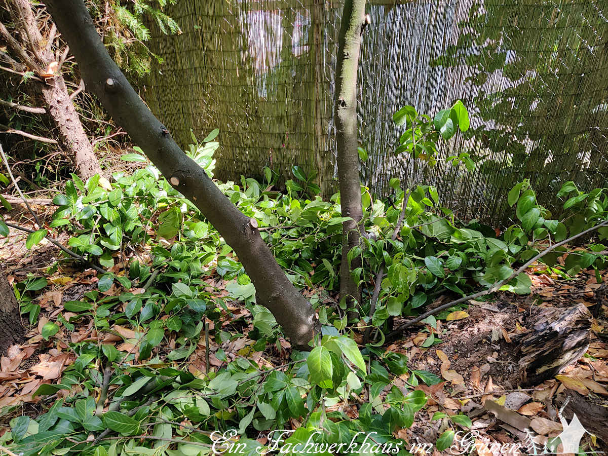 Der #Kirschlorbeer fliegt raus. Aus den kleinen Sträuchern waren regelrechte Monster geworden.gartenwonne.com/2022/08/kirsch…