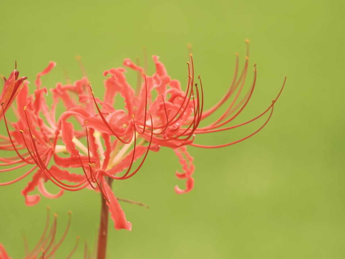 micro_4_3's tweet photo. 曼珠沙華の咲く季節
#曼珠沙華 ＃ヒガンバナ #彼岸花 #花の写真 #om1 #カメラ好きな人と繋がりたい #om写真 https://t.co/QnZlRsZO96