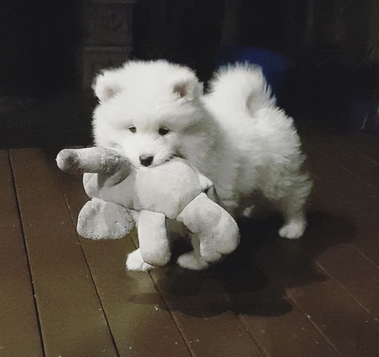 พี่คิวจะเอาของเล่นน้องหิวไปไหน