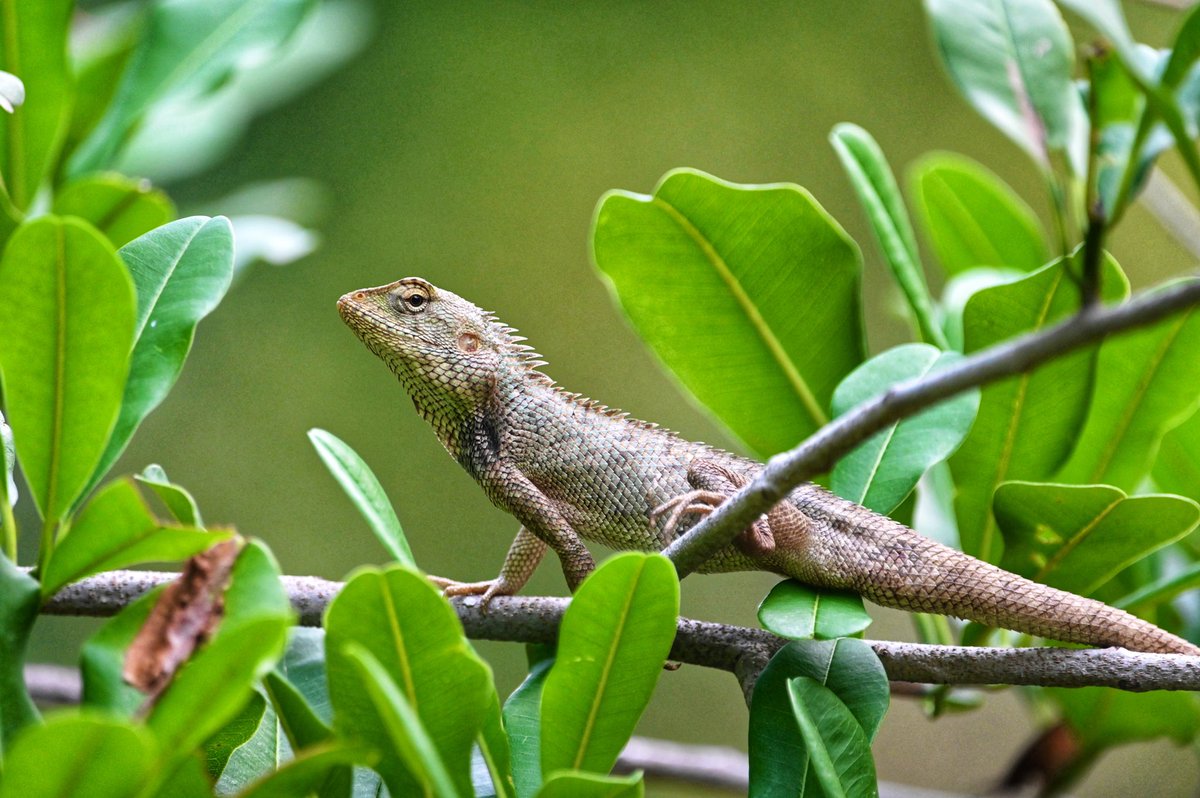 NatGeoIndia's tweet photo. POV: Reaching out to the snooze button in the morning. ⏰
Pictured here is an Oriental Garden Lizard.
#Repostfrom @mit_sood
#natgeoindia https://t.co/p2YZQTV7Qh