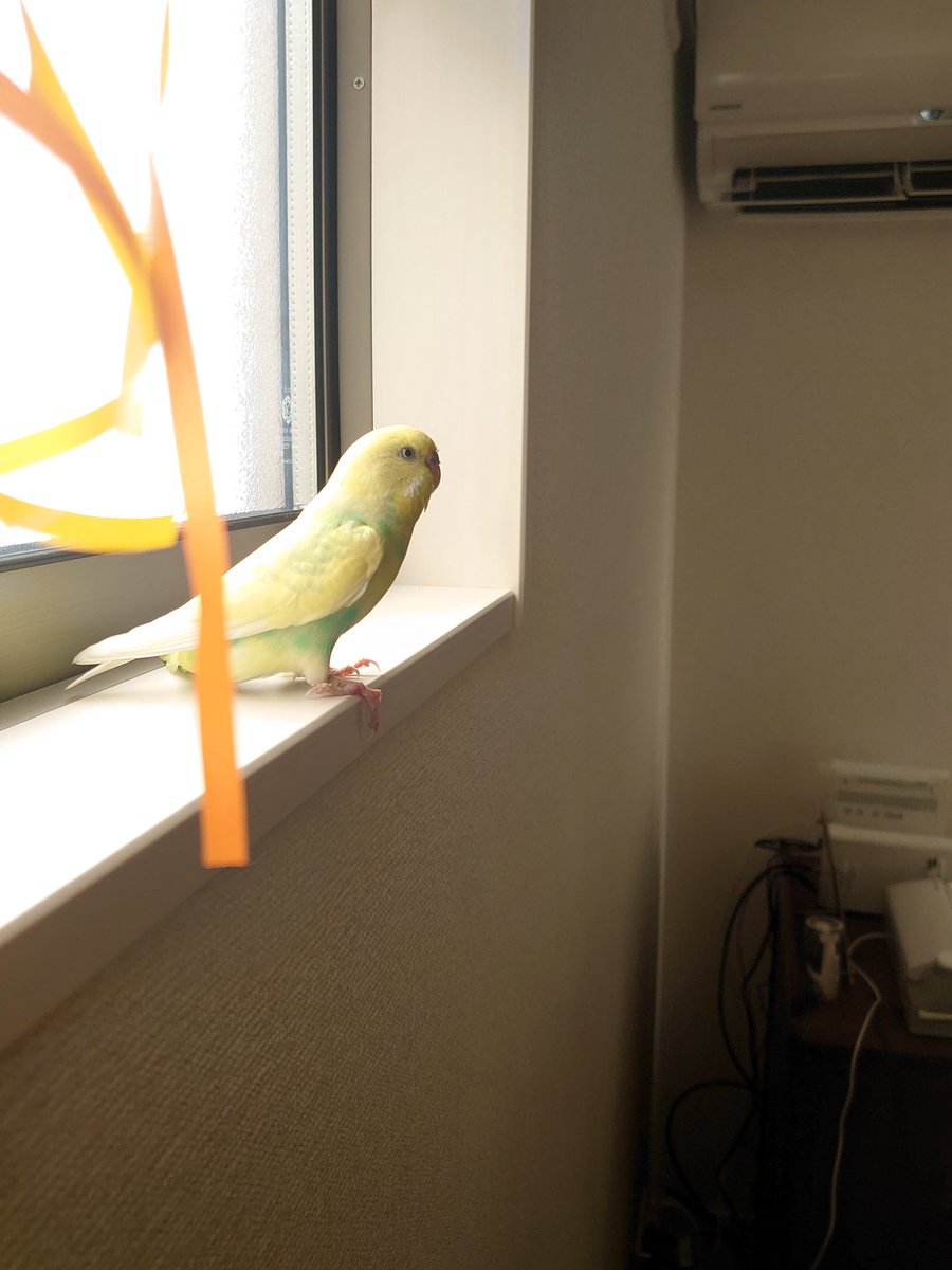 okamesamuri's tweet photo. 今日で一週間経ちました。
一週間前とは全然違う位、元気になりカゴの中でも動きまわってます☺️
オカメの声に反応して自ら出て来て上手く飛び回っています🕊️
中々、人の手や肩にもとまらないので荒鳥かもです。でも人が側にいるには大丈夫です☺️
#迷い鳥 #保護活動 #飼い主を探しています https://t.co/bFwBqn3wp8