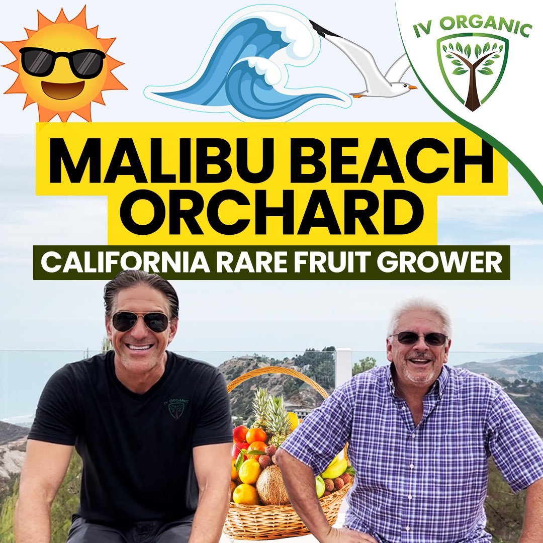 IV_Organics's tweet image. Video Link: youtu.be/d6JKkzIQCGA
#IVOrganic #MalibuBeach #CRFG #Organic #Gardening #FoodForest #BackyardOrchard