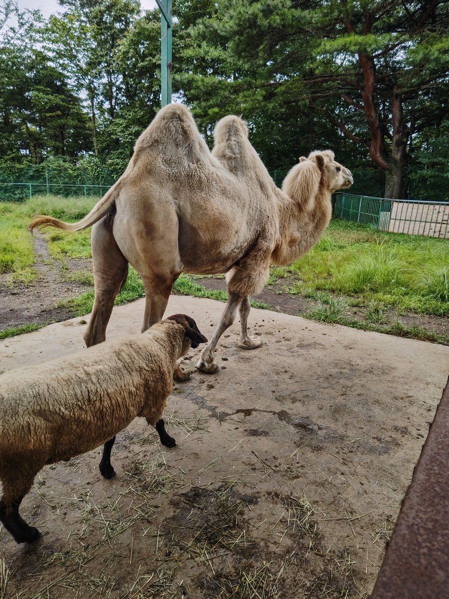 טוויטר 羊 החיפוש של טוויטר
