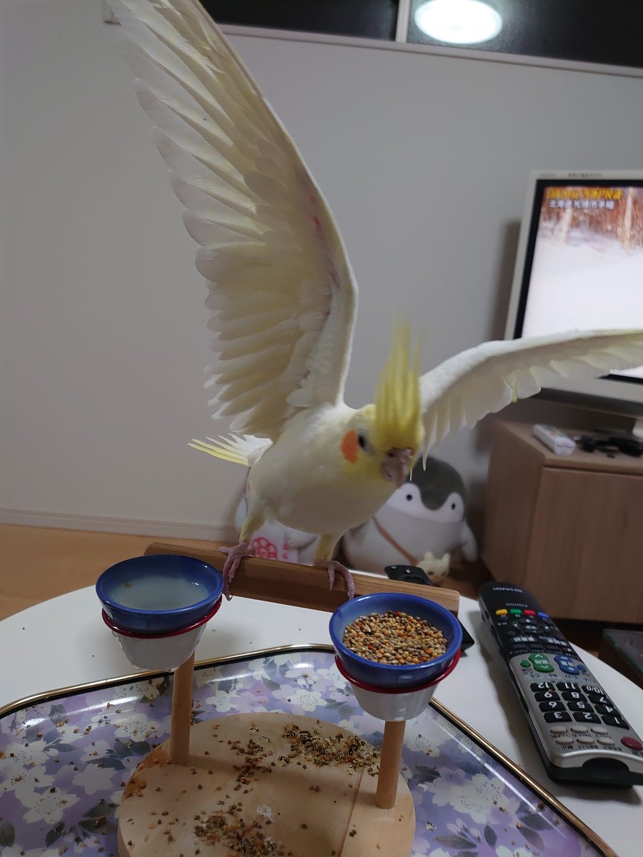 okamesamuri's tweet photo. 凄く久し振りに我が家のオカメ、ルーです☺️

4歳になり凄く元気で甘子ちゃんです🥰🥰

体重も115gと中々です。
両親もそれぐらいあったと聞いていましたが😅
でも元気に毎日飛んで遊んでます☺️ https://t.co/sNWpq1xr8E