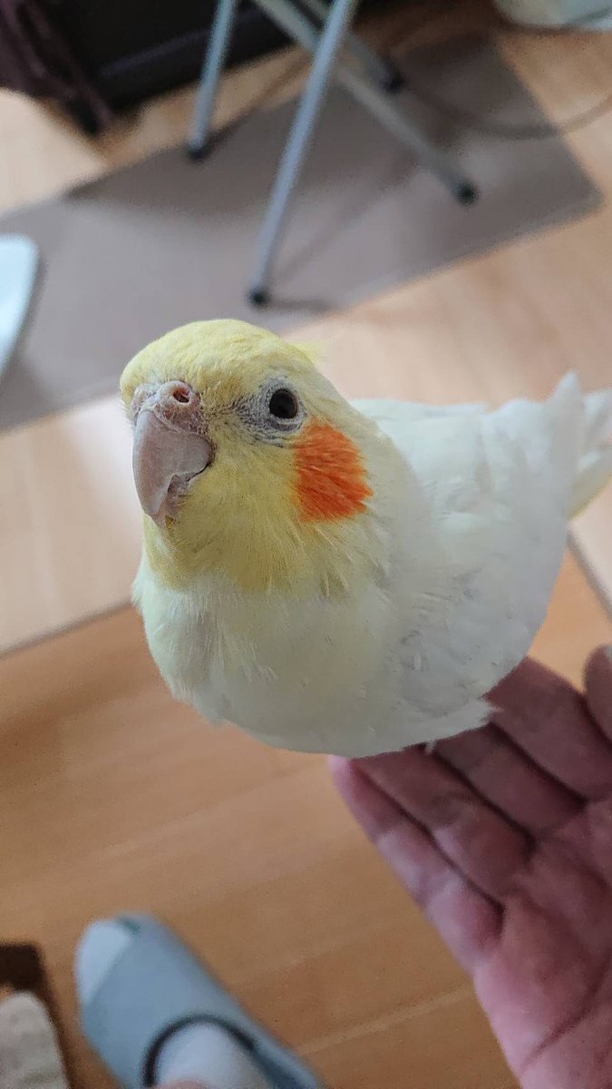okamesamuri's tweet photo. 凄く久し振りに我が家のオカメ、ルーです☺️

4歳になり凄く元気で甘子ちゃんです🥰🥰

体重も115gと中々です。
両親もそれぐらいあったと聞いていましたが😅
でも元気に毎日飛んで遊んでます☺️ https://t.co/sNWpq1xr8E
