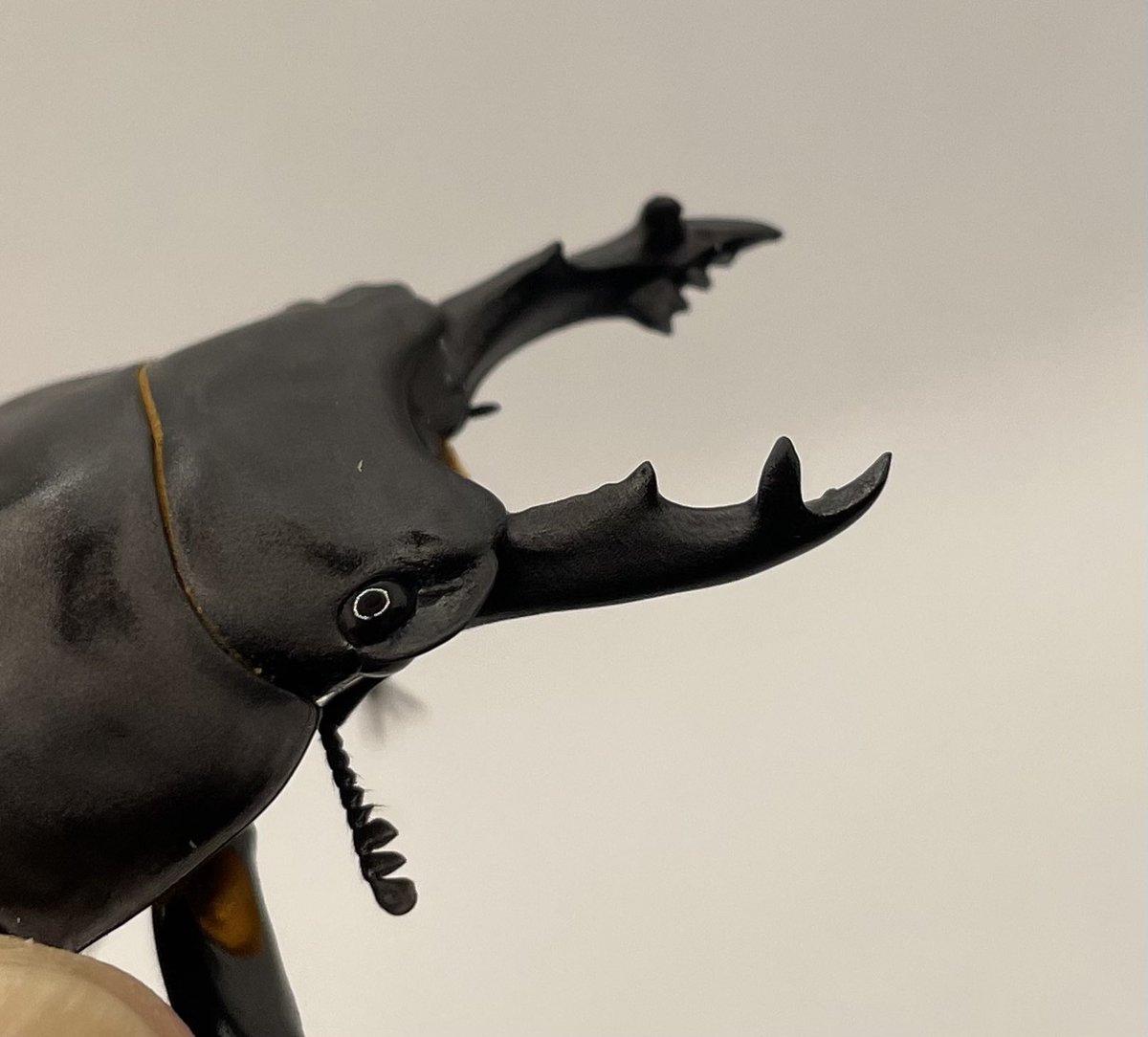 アマミマルバネクワガタ。徳之島 山クビリ林道産、完全大歯型63mm1♂2