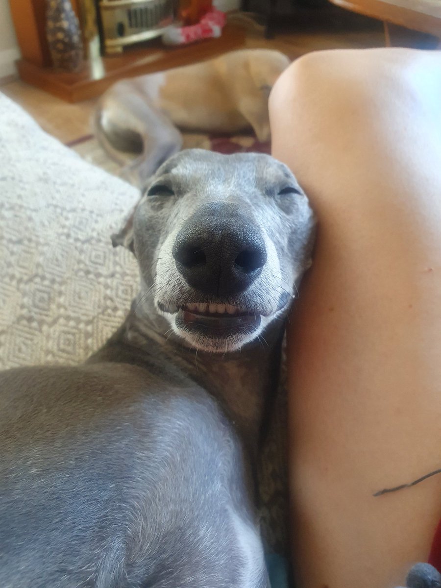 Wispawhippet's tweet image. When your family come back from holidays and you can&apos;t help but smile. Missed my twitter friends!