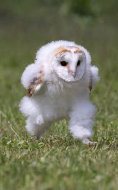 Rabdoidal's tweet photo. rue in the maze https://t.co/pwP7kTY2BT