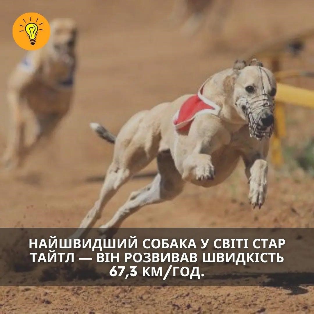 Быстрая собака в мире