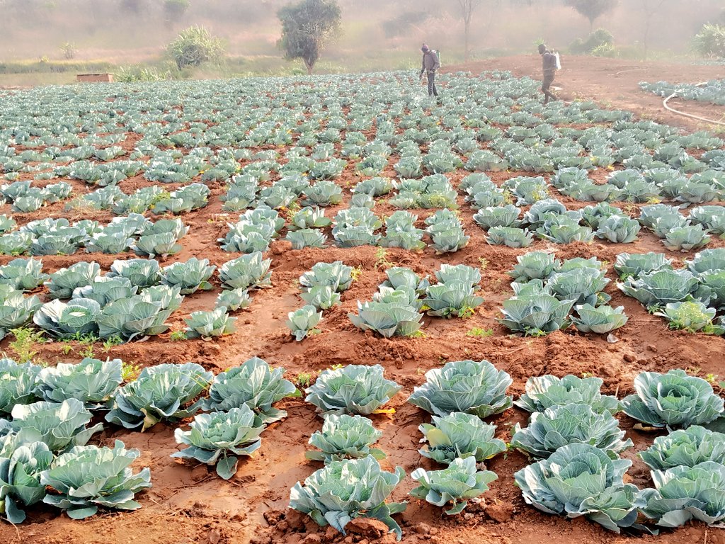 Mr tomate 🍅 tweet media