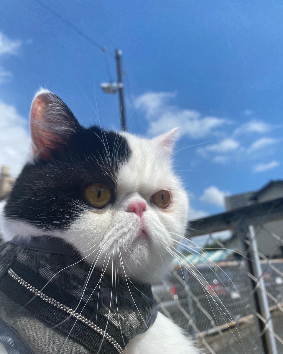 animalpro_1212's tweet photo. 今回は　#エキゾチックショートヘア　りんさんと撮影です✨
⁡
なかなかハードルの高い現場での撮影でしたが、お利口にしてくれました🤭
⁡
りんさん、あざっす❗️
目線外しからの、バッ😳
⁡
#アニマルプロ #撮影 #ペットモデル #タレント犬 #ペットタレント #動物プロダクション #モデル犬 https://t.co/dyEbn3RefK