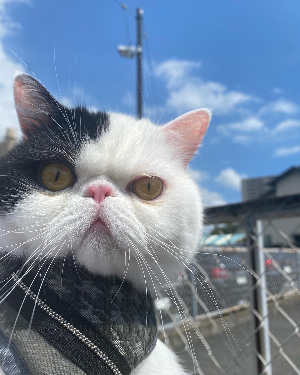 animalpro_1212's tweet photo. 今回は　#エキゾチックショートヘア　りんさんと撮影です✨
⁡
なかなかハードルの高い現場での撮影でしたが、お利口にしてくれました🤭
⁡
りんさん、あざっす❗️
目線外しからの、バッ😳
⁡
#アニマルプロ #撮影 #ペットモデル #タレント犬 #ペットタレント #動物プロダクション #モデル犬 https://t.co/dyEbn3RefK
