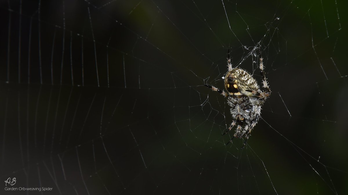 TheWildinMe's tweet photo. Orb weaving spider
#spider
#NaturePhotography https://t.co/srT3SDJg30