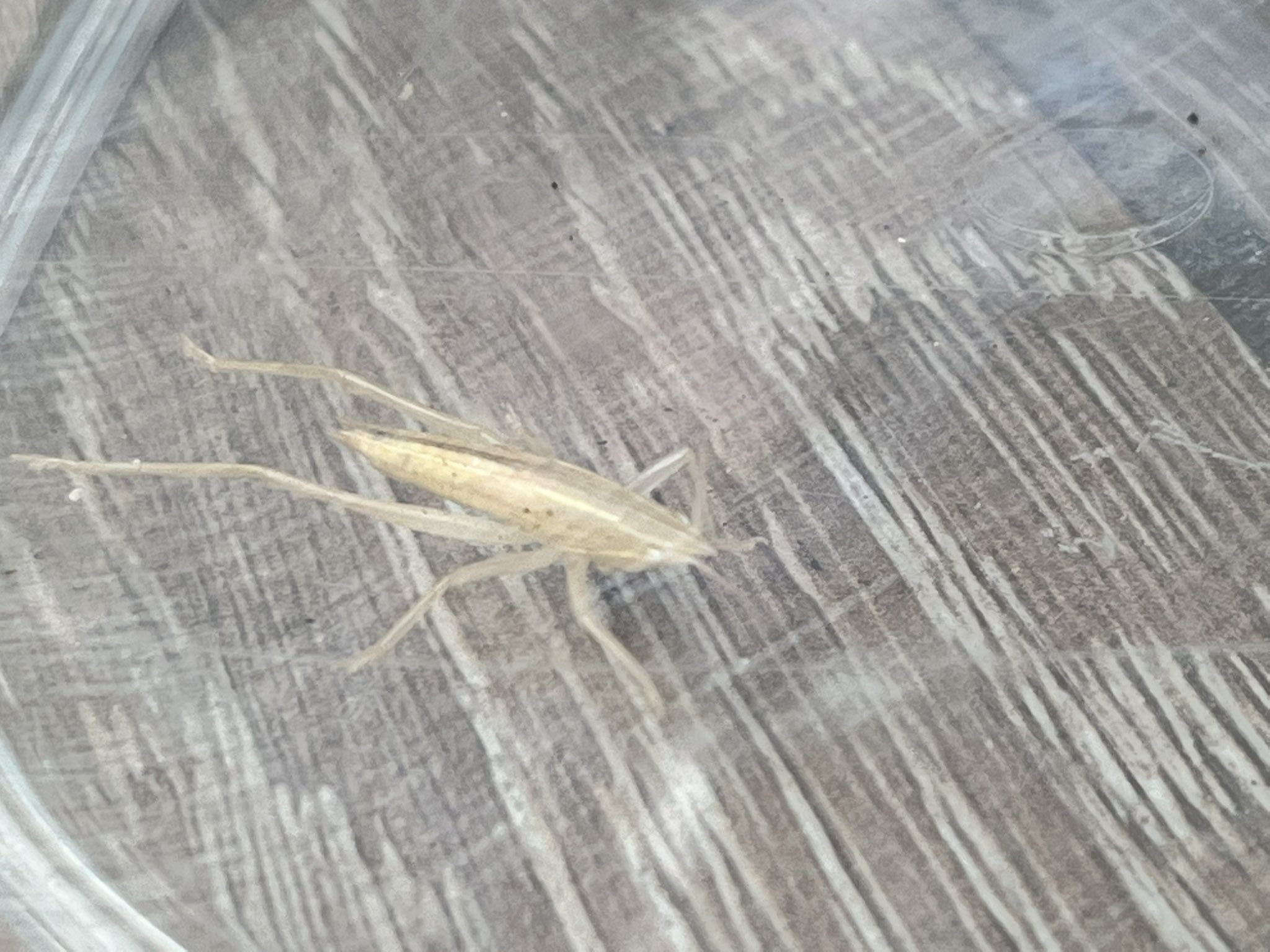 白いバッタ Twitter Search Twitter