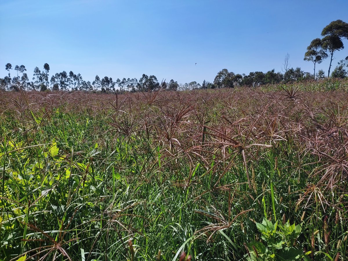 leketetonfarm's tweet photo. 1st cut of newly established pasture #mattersfodder. https://t.co/V3DryUue4a