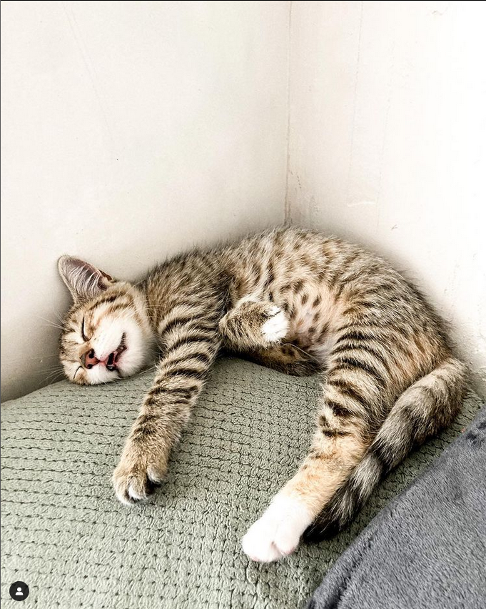 purrtacular's tweet photo. Can't get enough of your sleeping face 😻😻
cr: lanacoessens
#abby #cat #cats #cats_of_instagram #catsofinstagram #catstagram #catsofig #catsgram #catsoninstagram #kitten #kittens #kittensofig https://t.co/NgVQBQyWZO