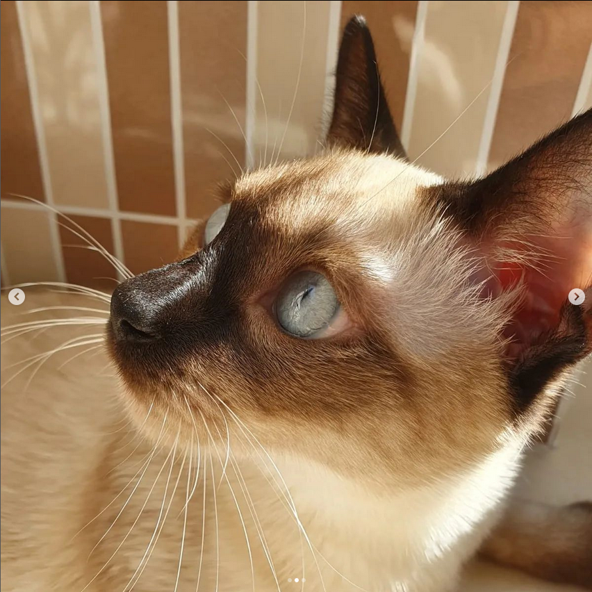 purrtacular's tweet photo. This cat is wondering how he got in here, now he can't get out 😹😹
cr: siyamgolge
#siamesekitten #siameseworld #meow_beauties #kedi #keşfet #keşfetteyim #reelsvideo #cats #siyam #catsofinstagram #cats #catlife #keşfet #catsmodels #bestcatsworld #catloversclub #Purrtacular https://t.co/kSYmhw2Q4p