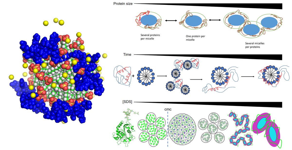 Delighted to be able to clarify how surfactants unfold proteins in pubmed.ncbi.nlm.nih.gov/36027673/: culmination of many years of multidisciplinary work in close collaboration with @janskovp and many talented and dedicated colleagues. The core-shell model aka decorated micelle rules OK!