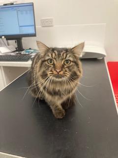 Dixie's just celebrated his 1yr birthday! 🎂 🎉

He's started venturing outside and bringing back presents for his owner to show his love ❤️

However they're quite unusual....J-cloths, toys and laundry!

What is the strangest thing that your cat has brought home?

#ScarsdaleVets