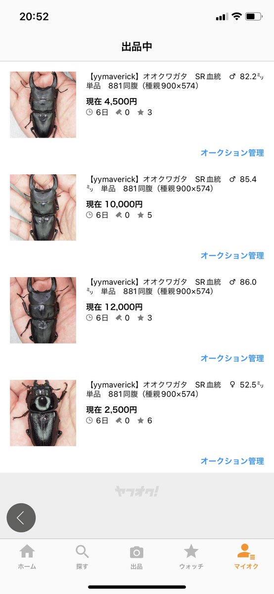 yymaverick1's tweet photo. 🎃宣伝で申し訳ございません🙇‍♂️

今日、ヤフオクに
SR血統のオオクワを出品しました💻
例の件もあり、
なんとか欲しい方に渡ってもらいたい🤗
9/10(土)
21時05分〜順次終了です🫡

ご検討をよろしくお願いいたします🙇‍♂️ https://t.co/rywBLA75lM