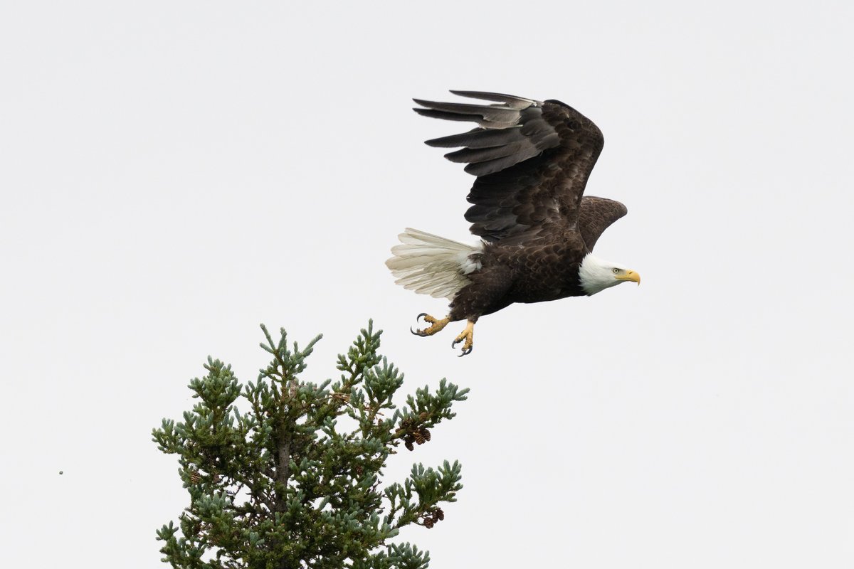 “But those who wait on the Lord Shall renew their strength; They shall mount up with wings like eagles, They shall run and not be weary, They shall walk and not faint.' (Isaiah 40:31) #Alaska #NationalWildlifeDay