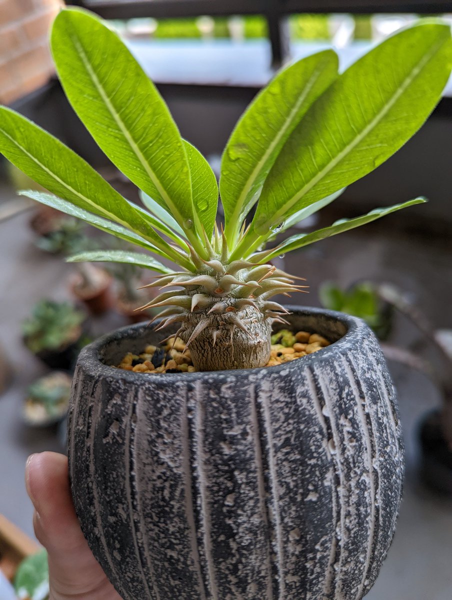 パキポディウム・エニグマチカム 2頭 現地球 発根済み 抜き苗