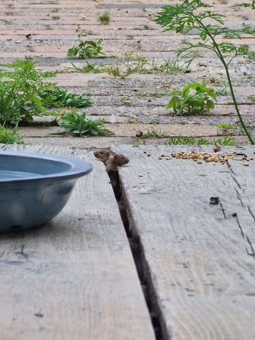 Wildlife Photography with Amber Sonata  Baby Mice https://t.co/wmwvE5RA6C