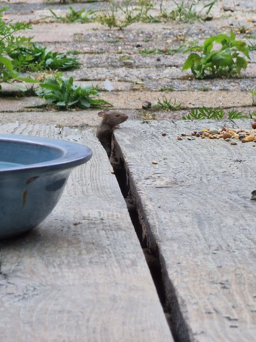Wildlife Photography with Amber Sonata  Baby Mice https://t.co/wmwvE5RA6C