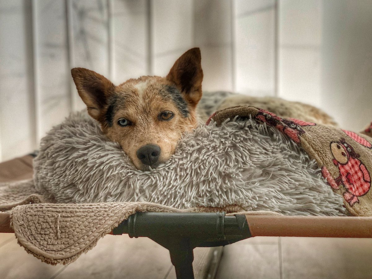 Hier sehen sie das Foto eines sehr dekorativen Hundes.