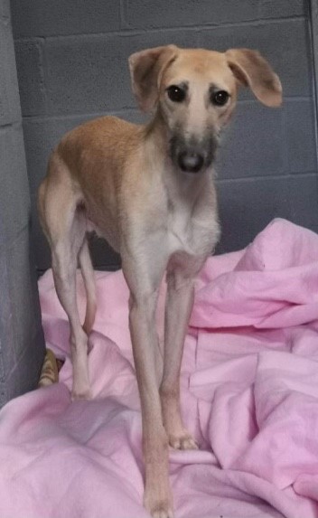 AdoptionsUk's tweet photo. Please retweet to help Jake find a home #CHELTENHAM #Gloucestershire  #UK 

Nervous Lurcher aged about 2, no history known about him. He is looking for an experienced, adult home as the only pet where he can build his confidence.

DETAILS or APPLY👇
https://t.co/fV0fFr8ABU
#dogs https://t.co/YIrjWgrBNg