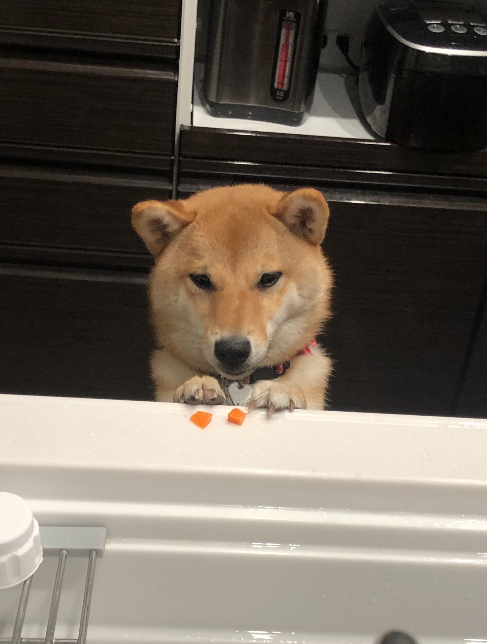 柴犬あき Aki0717 Shiba Twitter