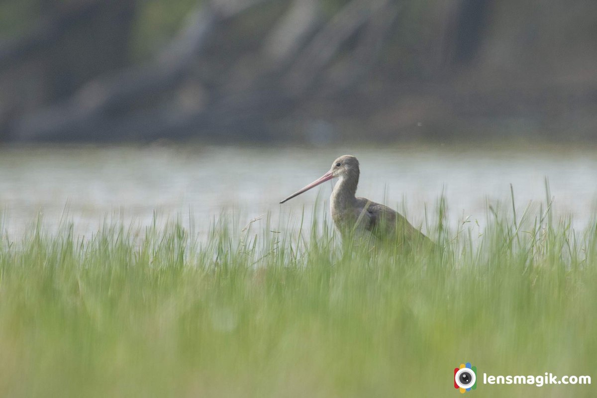 np_photographer's tweet photo. Black Tailed Godwit https://t.co/ZTdtEzEjOP Birds of Gujarat #blacktailedgodwit #godwitbird #longbillbird #thollake #tholbirdsanctuary #thollakebirds #birdsanctuarygujarat #birding #birdphotography #wildlifebirdphotography #birdlover https://t.co/pkoJQjUYcR