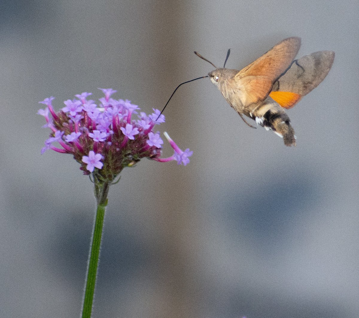 juliambooth's tweet photo. Oh little Hummingbird Hawk moth you are just gorgeous but oh so tricky to capture on camera. #pollinatinginsects #moths https://t.co/TXT6GLvG6I