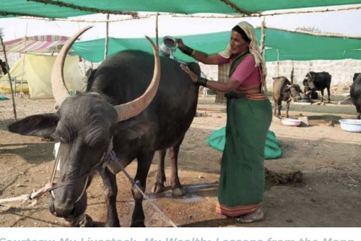 IndiaWorldView1's tweet photo. A GREEN STORY FROM DRY LANDS: PROTECTING COMMUNITIES FROM DROUGHT IN RURAL MAHARASHTRA THROUGH CATTLE CAMPS https://t.co/P5XkNyzbsz  by @pratap_shantanu https://t.co/Gm0s9D59Yz