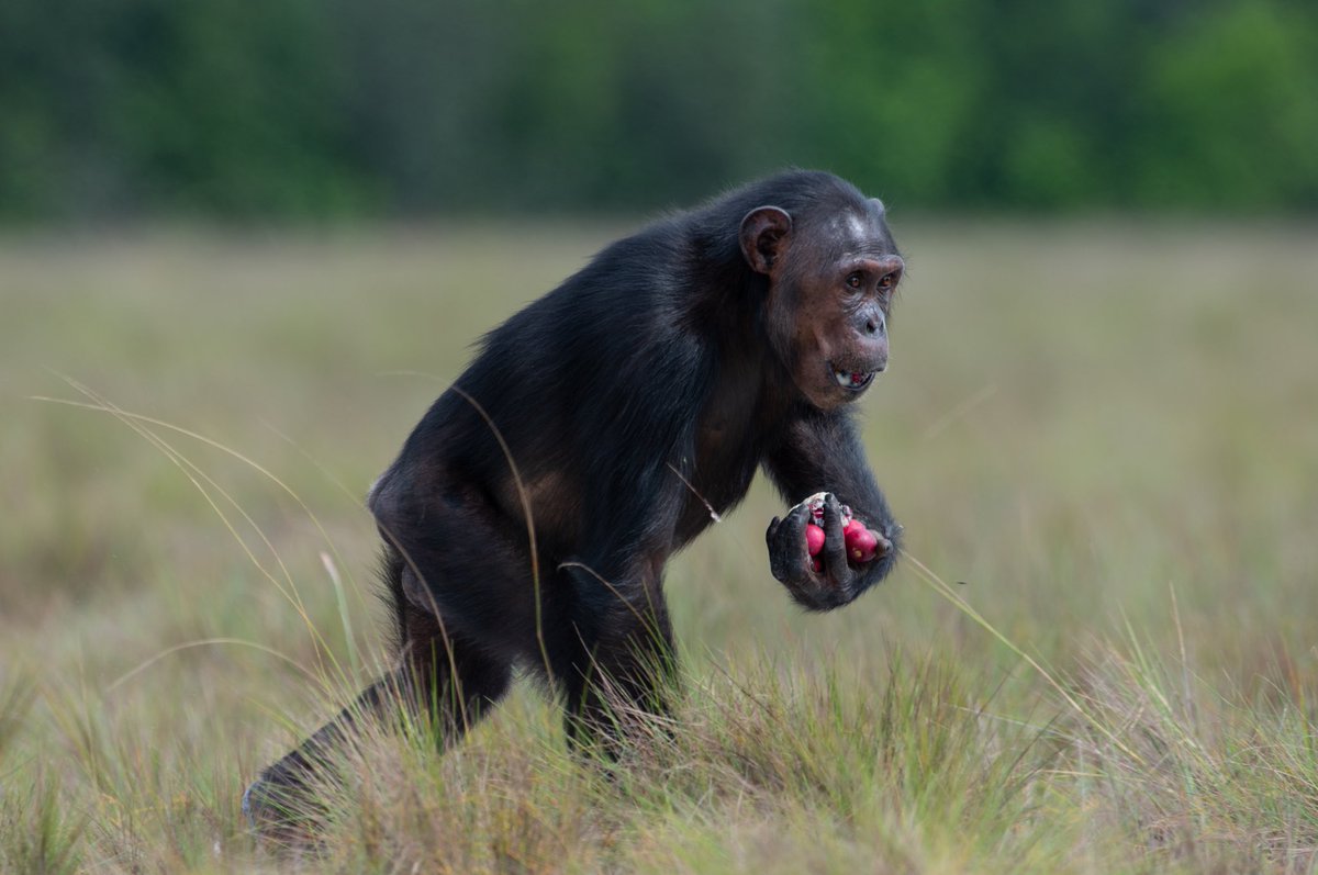 Roland Hilgartner (@r_hilgartner) on Twitter photo My article about the famous Rekambo #chimps of #loango #gabon is published in the September issue of <a href="/NatGeo/">National Geographic</a> Germany. Thanks to the great team <a href="/ozougachimps/">Ozougachimps</a> @alessandra_masc Tobias Deschner , Simone Pika <a href="/Evol_of_Com/">Simone Pika she/her</a> <a href="/Parcs_Gabon/">Agence Nationale des Parcs Nationaux</a>
Stay tuned for more…. My article about the famous Rekambo #chimps of #loango #gabon is published in the September issue of <a href="/NatGeo/">National Geographic</a> Germany. Thanks to the great team <a href="/ozougachimps/">Ozougachimps</a> @alessandra_masc Tobias Deschner , Simone Pika <a href="/Evol_of_Com/">Simone Pika she/her</a> <a href="/Parcs_Gabon/">Agence Nationale des Parcs Nationaux</a>
Stay tuned for more….