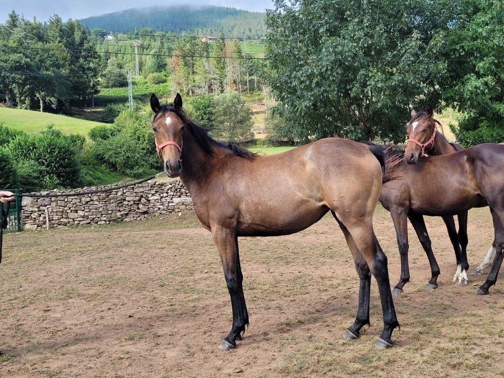 Yeguada Kantauri tweet media