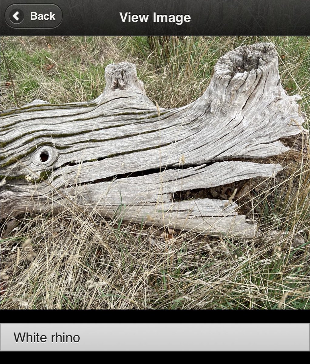 TiCLme's tweet photo. I’ve added some of my own thoughts and questions in the Comments sections.

Please do add responses or your own thoughts too as you visit the tree animals @Team4Nature 

#treesafari @TiCLme https://t.co/LvSFY7kVJo