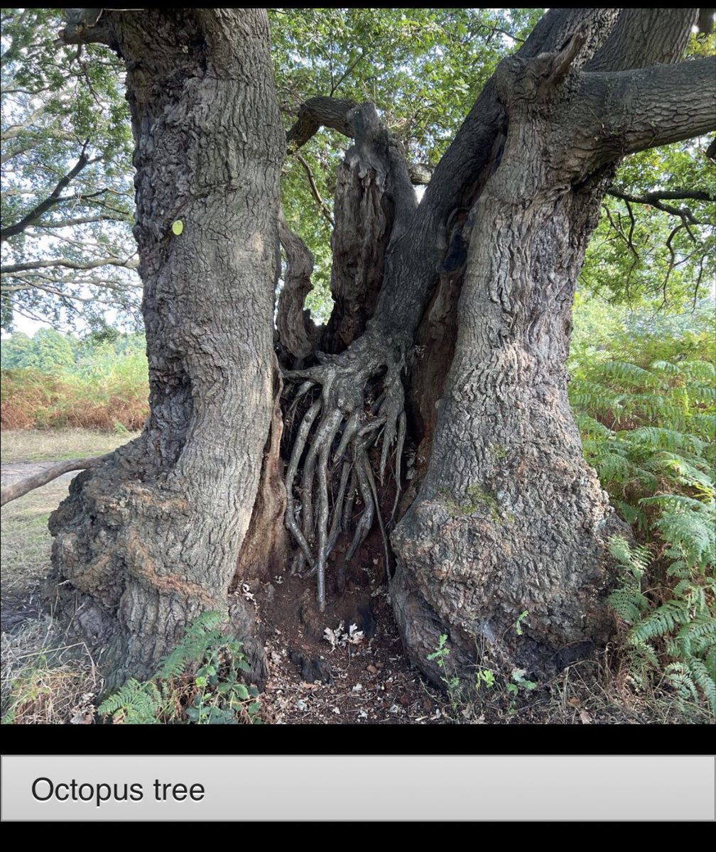 TiCLme's tweet photo. I’ve added some of my own thoughts and questions in the Comments sections.

Please do add responses or your own thoughts too as you visit the tree animals @Team4Nature 

#treesafari @TiCLme https://t.co/LvSFY7kVJo