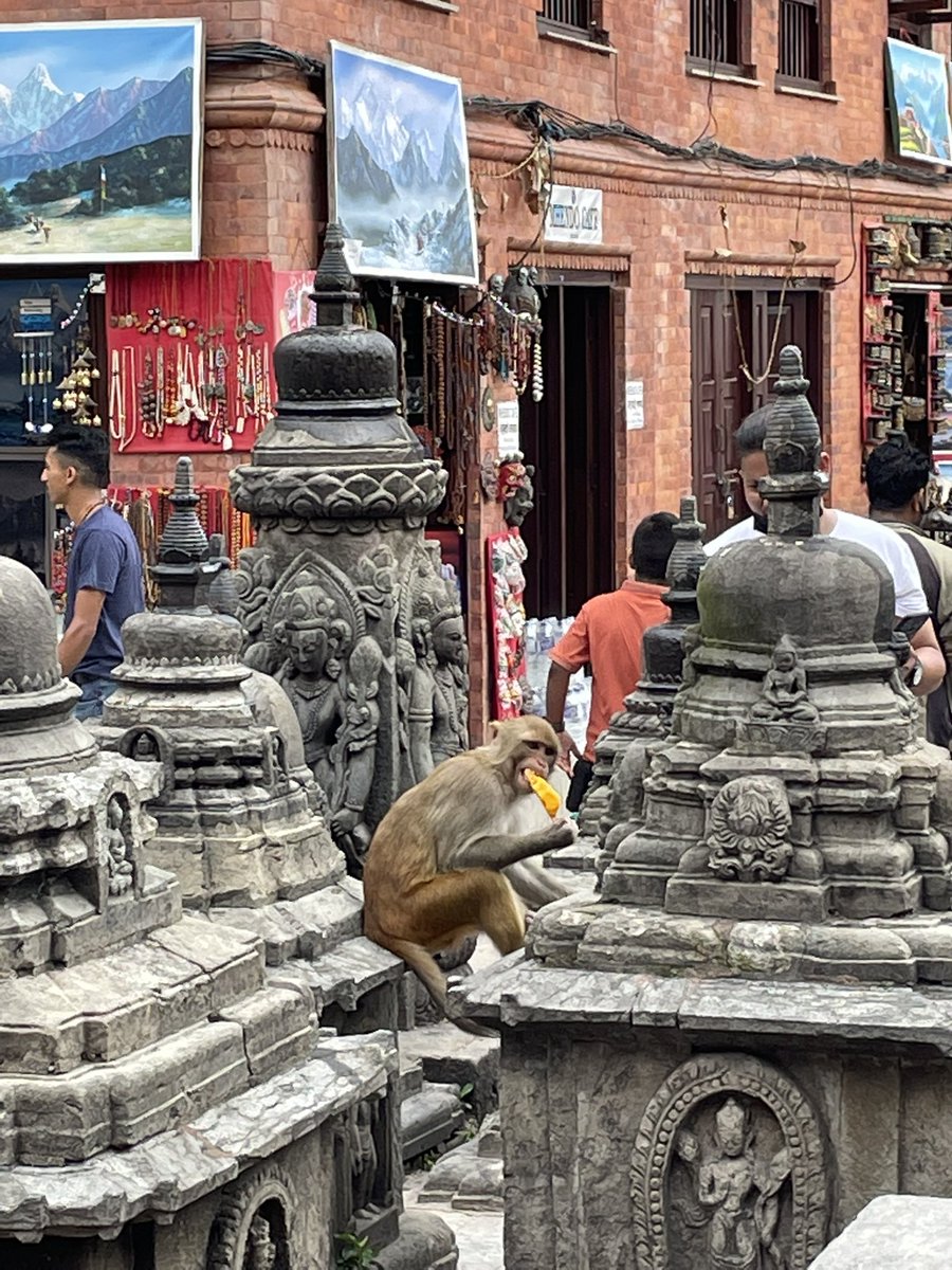 TaraTeacher1's tweet photo. Animals of Swayambhu #kathmandu #nepal #streetdogs #monkeys #weekendwandering #internationalteacher https://t.co/EDL5NOREd8