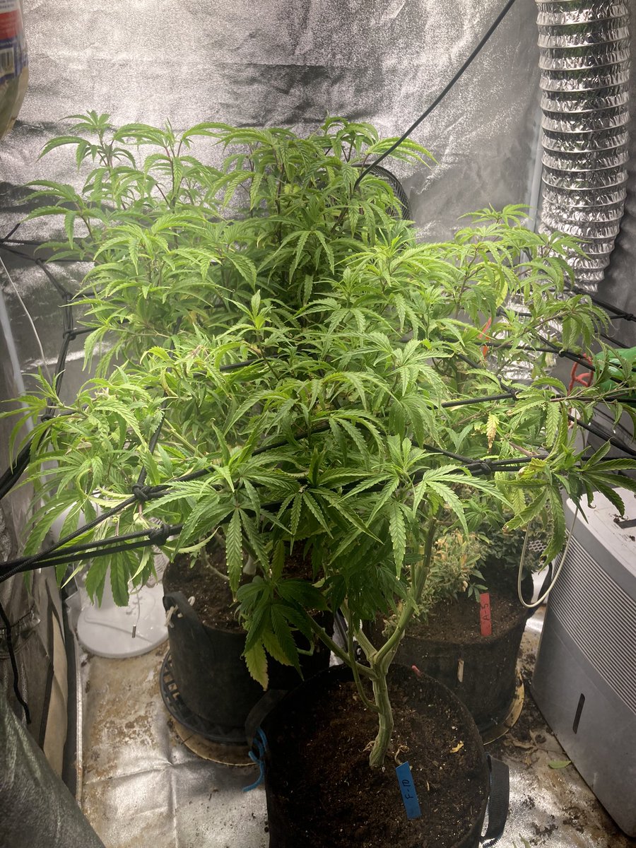 Rez01papi's tweet photo. @TheAmateurGro at this point not sure what to do every day has been looking different any suggestions??? Nfsot https://t.co/G3tZ3spvlN