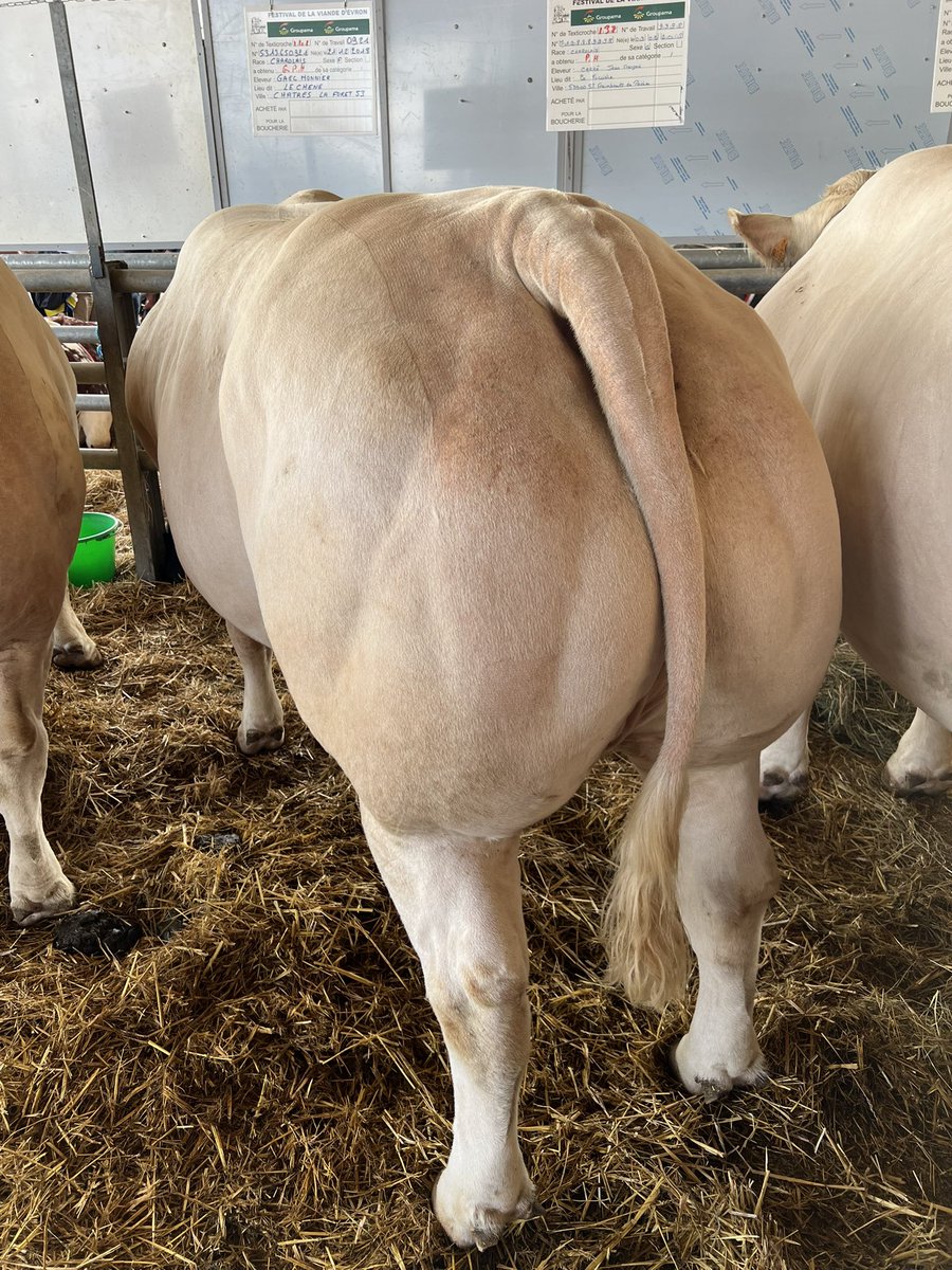 LechatHubert's tweet photo. Comme chaque année, l’excellence de l’élevage s’est donnée rendez vous au Festival de la viande à Evron - 53. 
Ce festival comme notre filière d’élevage ne vit que par la passion d’éleveurs, de professionnels bouchers, de consommateurs avertis. Soutien à la filière 👍🏻 https://t.co/2HNU5z1RMd
