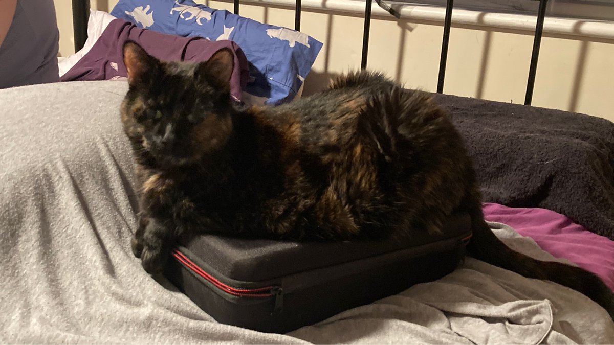 AuronKitty's tweet photo. Now Daddy Staff has worked out hope to add my account to his phone he will post more photos of me. Like this one of me being cute. https://t.co/hMkVQviBti