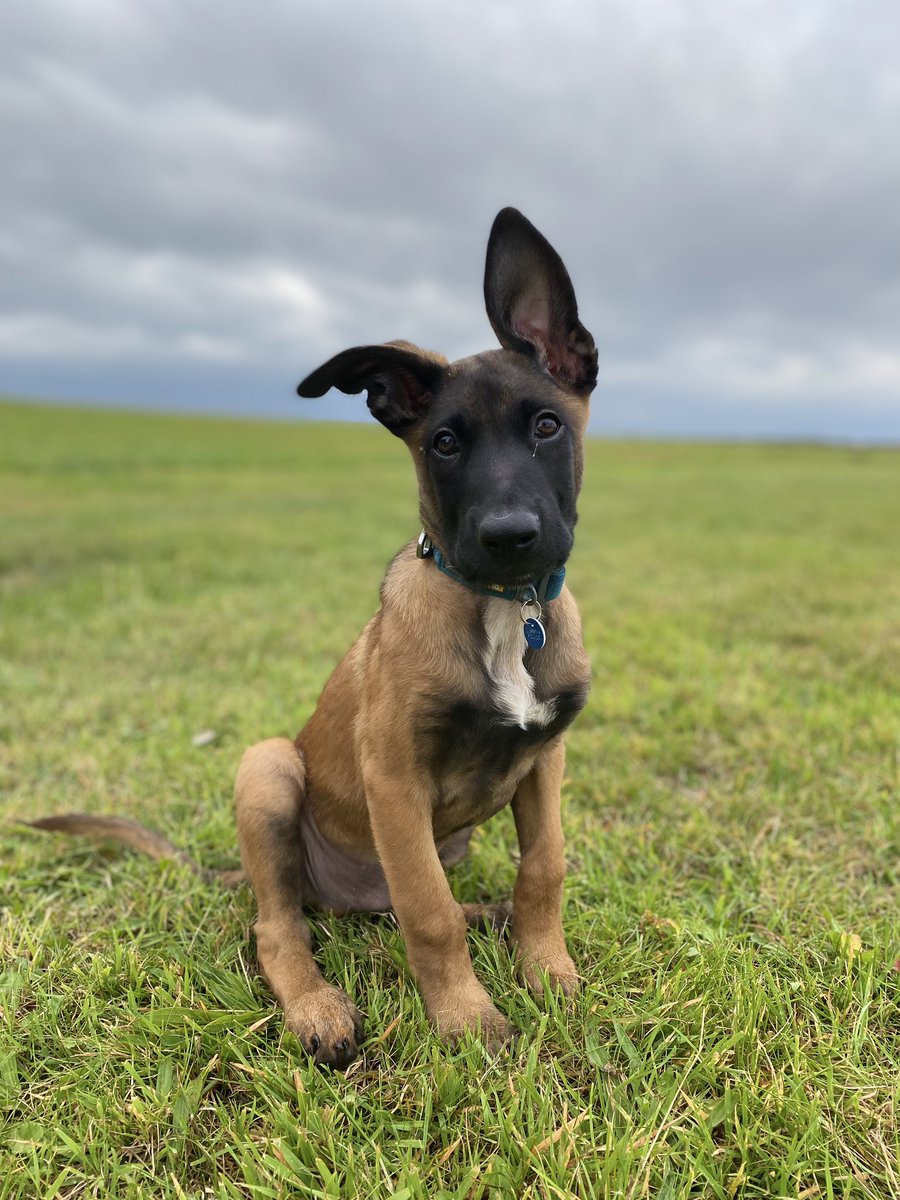 The ears are up……………ish! #BelgianMalinois x #DutchHerder #policepup #DogsofTwittter
