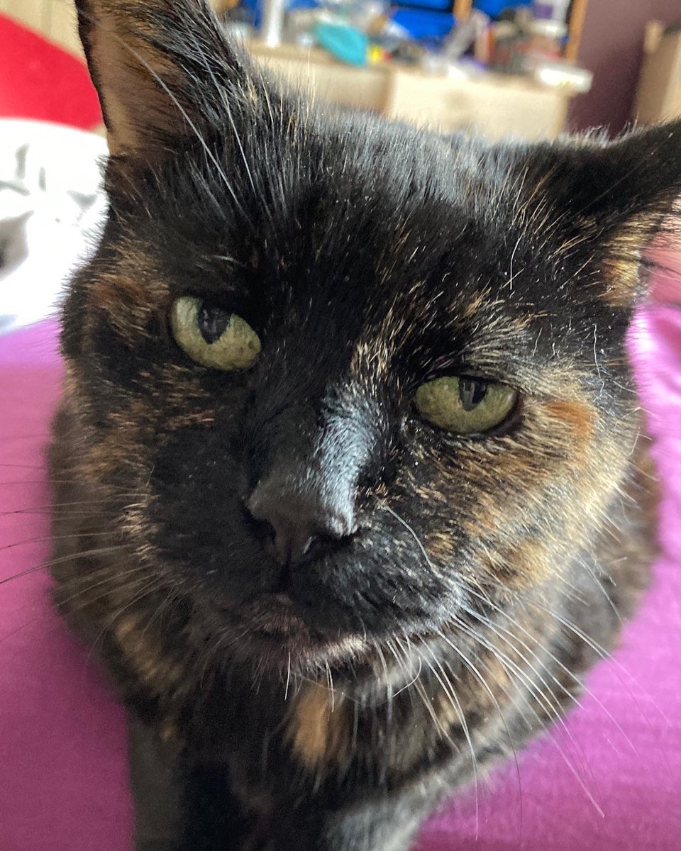 AuronKitty's tweet photo. Stroke me, fuss me, feed me #Tortietude https://t.co/I3XXzASJo4