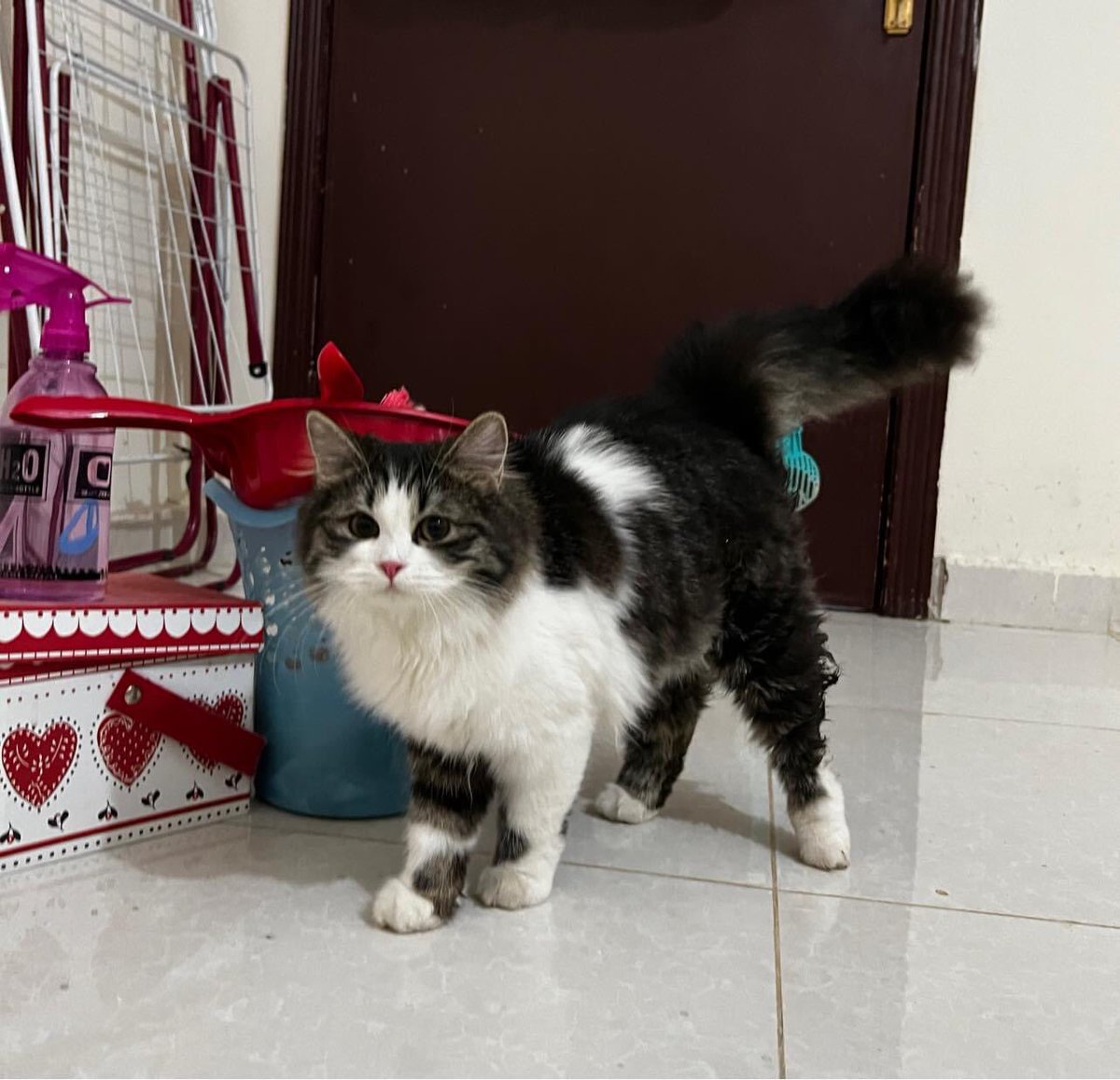 Yumnaraohanif's tweet photo. Dumped house cats for adoption in Riyadh. Rescuer is overloaded with cats already. Pls help 

@TbnaaCats @RiyadhCats @RiyadhShelter @Ehsan_Team @RafahVoluntary @refq_ksa @ekb_9 @smaljohani @Bnota1886 @rt_10000000 @AbdullahFarahat
@lostnfound_sa @soft0paws
#ksa #rescuecat #cat https://t.co/Qzmu92hdul