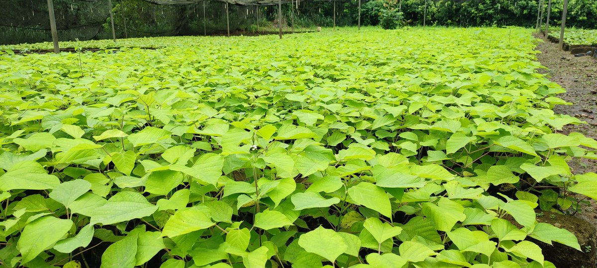 SODEFOR22's tweet image. La @SODEFOR22 reste à l&apos;écoute pour vos besoins de semences et de plants certifiés.
@FondationYes @dimbobin @FAOCotedIvoire @pnudcotedivoire @MINEF_CI